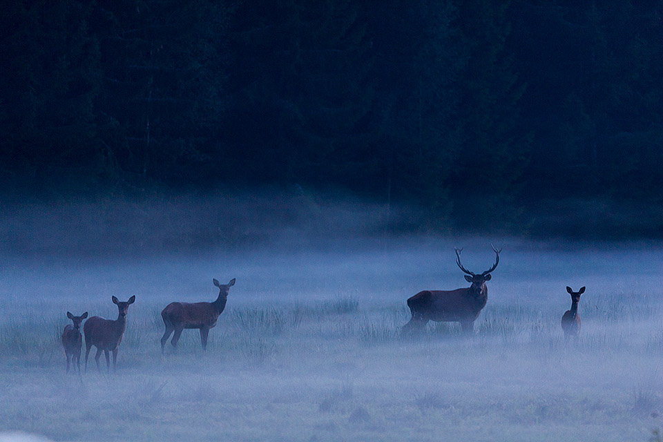 Red deer